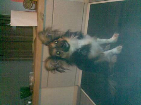 Blanding af racer Chica - supermodel billede 8