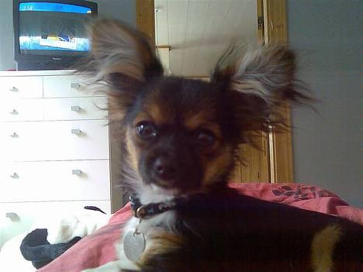 Blanding af racer Chica - yeess sir, jeg er hot billede 9