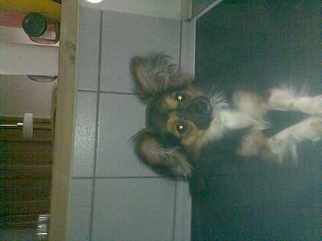 Blanding af racer Chica - og søtte billede 10