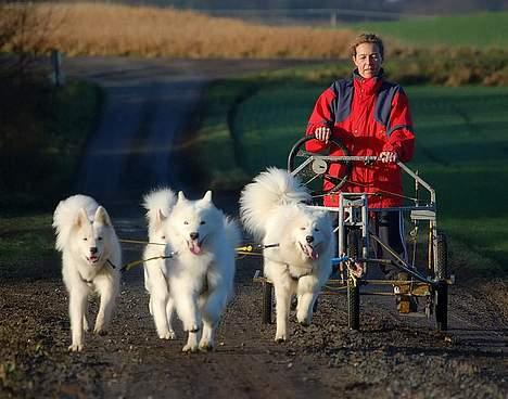 Samojedhund Boomer - Boomer og hans flok i Deres naturlige element - Boomer er til venstre billede 6
