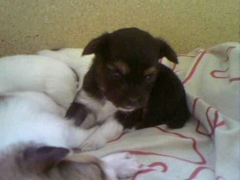 Blanding af racer Chica - her var jeg ikke særlig gammel billede 11