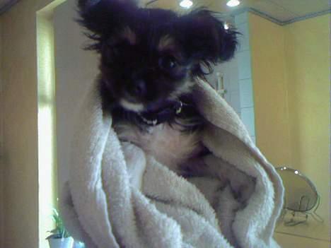 Blanding af racer Chica billede 12