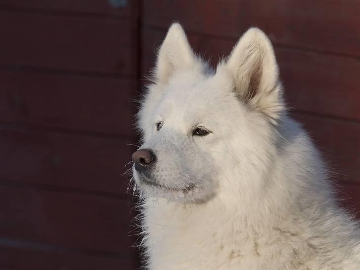 Samojedhund Audi  billede 1
