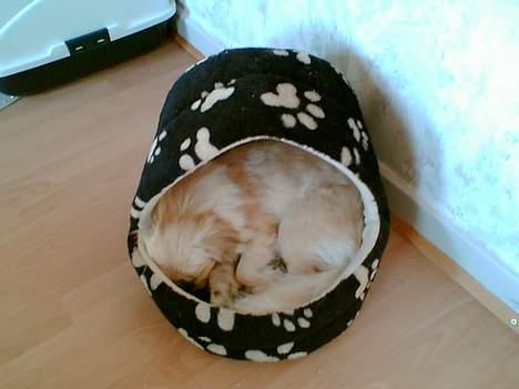 Pekingeser Lotus billede 10