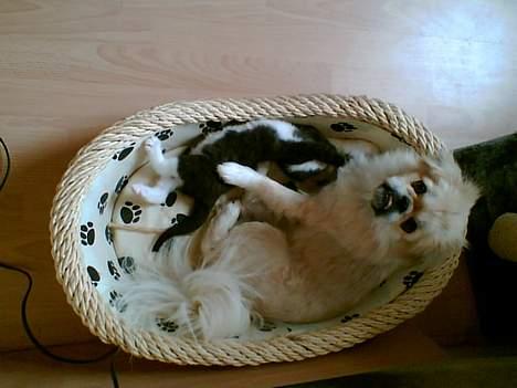 Pekingeser Lotus billede 11