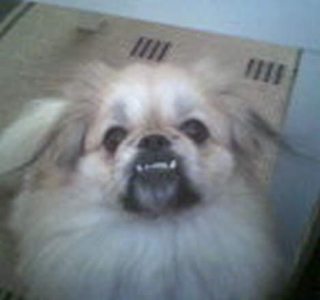 Pekingeser Lotus - Klar til endnu et nærbillede !! billede 12