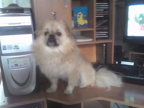 Pekingeser Lotus - Computerhunden :-) billede 13