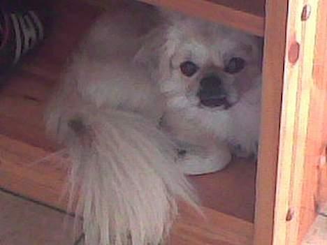 Pekingeser Lotus billede 14