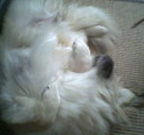 Pekingeser Lotus - Hvad er hoved og hvad er hale?? Der er pels over det hele :-) billede 15