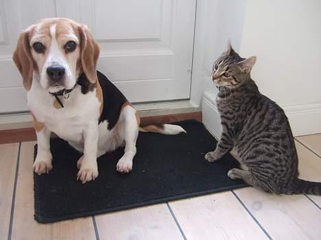 Beagle Honey - Honey og Niels :D billede 11