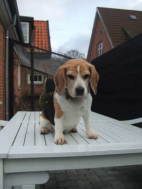 Beagle Honey - Nårrr..   lille hooneeey billede 12