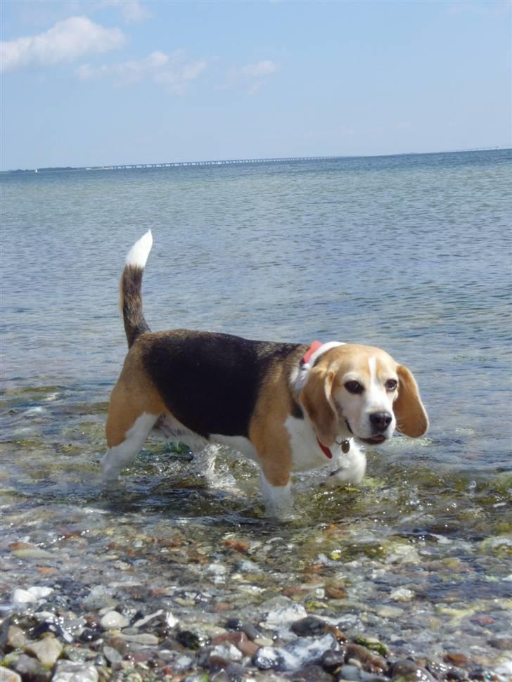 Beagle Honey - Stranden billede 13