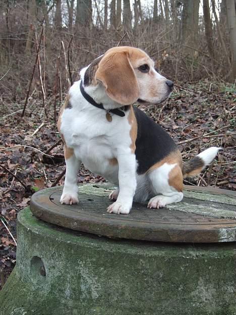 Beagle Honey - På skovtur. billede 14