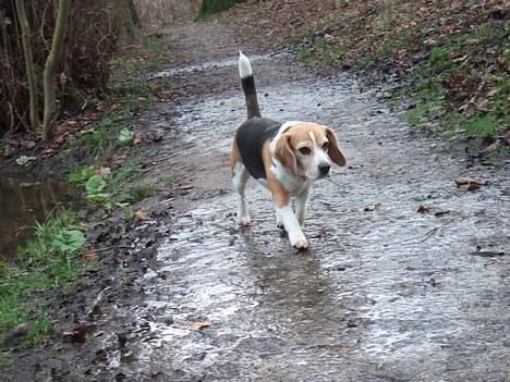 Beagle Honey - På skovtur. billede 15