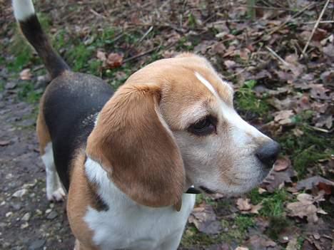Beagle Honey - shuu billede 16