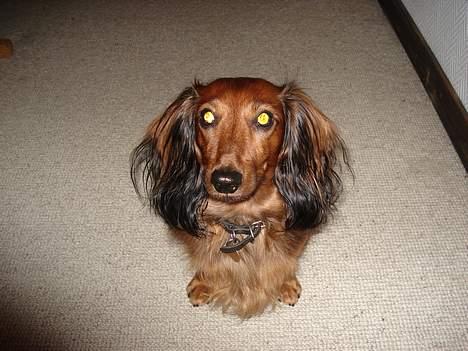 Gravhund Micky billede 1