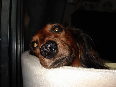 Gravhund Micky billede 2