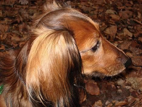 Gravhund Micky billede 3