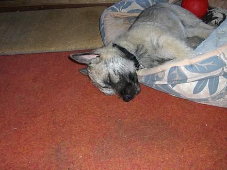Cairn terrier Tjavs - Godnat billede 2