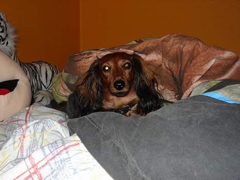 Gravhund Micky billede 4