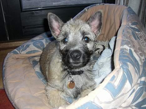 Cairn terrier Tjavs - godmorgen billede 3