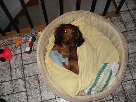 Gravhund Micky billede 5