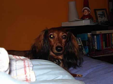 Gravhund Micky billede 6