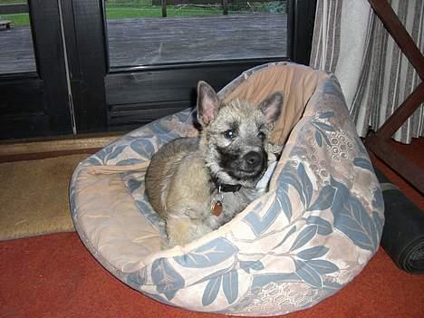 Cairn terrier Tjavs - hvor er jeg billede 4