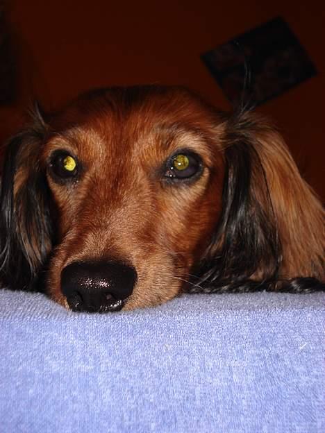 Gravhund Micky billede 7