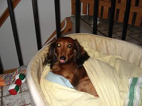 Gravhund Micky billede 8