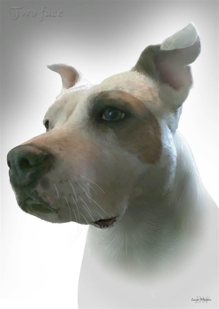 Amerikansk staffordshire terrier Two-Face - Hej, og velkommen til min profil - dette fantastiske billede er TEGNET af Louise Moltzen billede 1