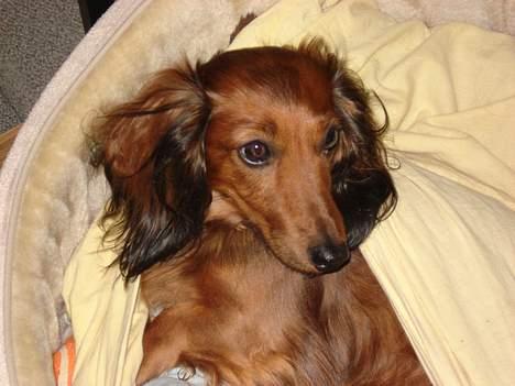 Gravhund Micky billede 9