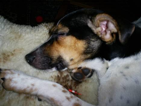 Dansk svensk gaardhund Mini . - Såå er Nytårs aften Slut For miig !! ;D billede 1