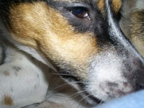 Dansk svensk gaardhund Mini . - ÅÅh . Hvor er jeg træt !!  billede 2