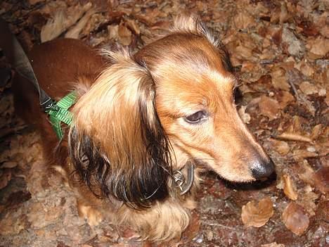 Gravhund Micky billede 10