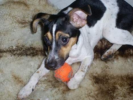Dansk svensk gaardhund Mini . - Det er MIN Bold, Du får den ikk !!  billede 3