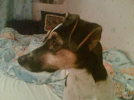 Dansk svensk gaardhund Mini . - Jeg Står Model til Miin Ejers tegning .. billede 4