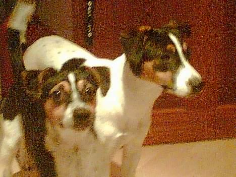 Dansk svensk gaardhund Mini . - Miig Sammen med min Halv søster Tøsen, Heh . ;D billede 6
