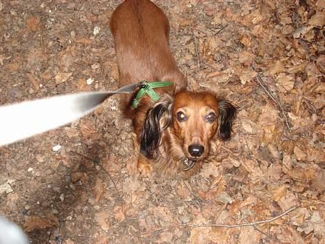 Gravhund Micky billede 11
