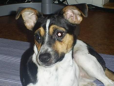 Dansk svensk gaardhund Mini . - Hmm..  Hva Ska jeg Lave !? billede 7