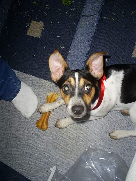 Dansk svensk gaardhund Mini . - Det er Altså miin Julegave Du får den ikk !! billede 8