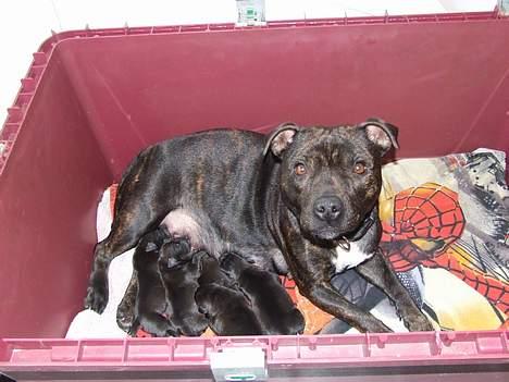 Staffordshire bull terrier wizardbulls Xena billede 4