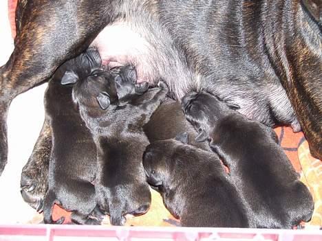 Staffordshire bull terrier wizardbulls Xena billede 5