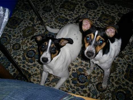 Dansk svensk gaardhund Mini . - Vi Tigger !! Heh !! ;D billede 9