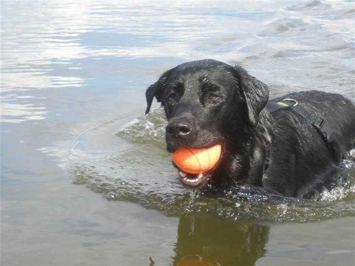 Labrador retriever Chavez billede 1