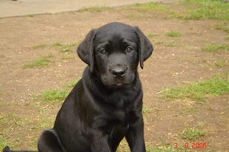 Labrador retriever Chavez billede 2
