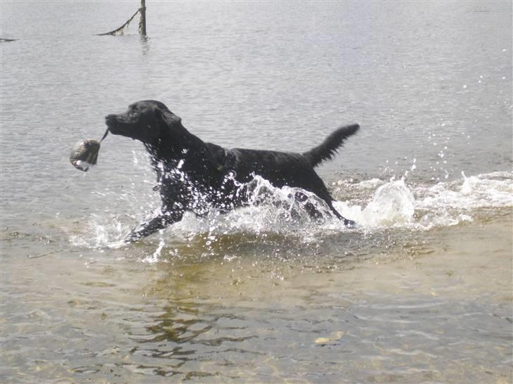 Labrador retriever Chavez billede 3