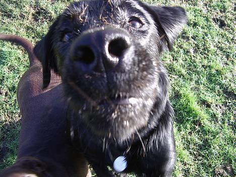 Labrador retriever Chavez billede 4