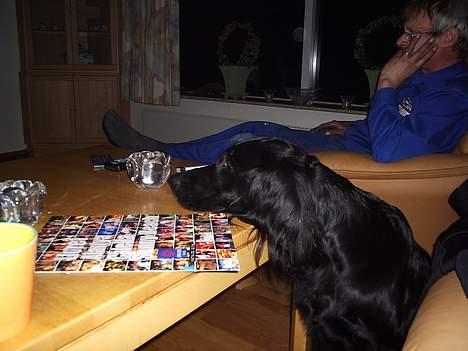 Flat coated retriever belli DøD - Her sidder jeg og ser tv med familien billede 1