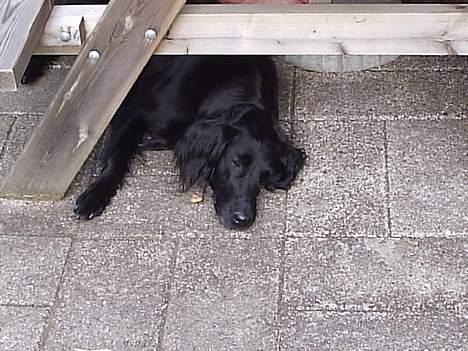 Flat coated retriever belli DøD - Puha det er varmt at være hund billede 2